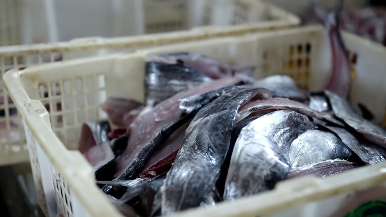 jual ikan giling