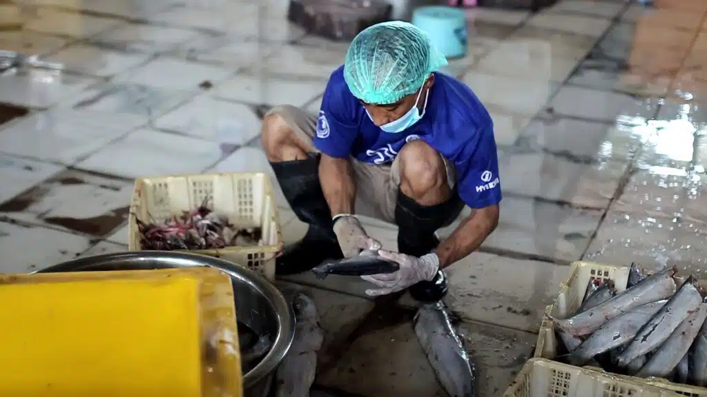 proses pembuatan ikan giling bekasi lapak cindo