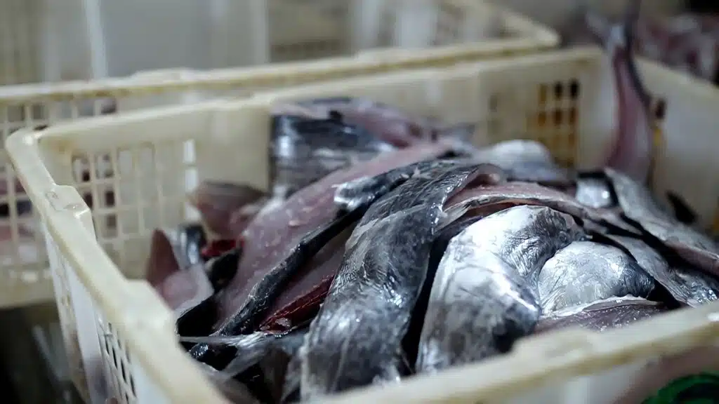 ikan giling tenggiri