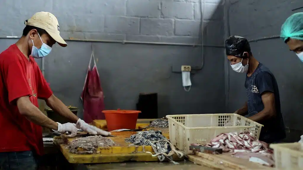ikan giling tenggiri berkualitas