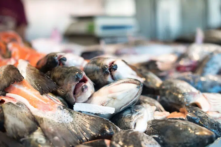 img-tips-memilih-ikan-segar
