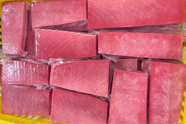 supplier ikan tuna saku indonesia lapak cindo