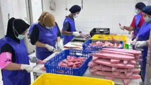 supplier ikan tuna segar indonesia lapak cindo