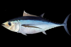 jenis ikan tuna albacore sisik perak