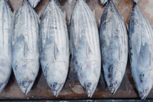 jenis ikan tuna cakalang skipjack tuna favorit di indonesia