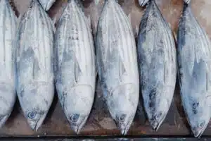 jenis ikan tuna cakalang skipjack tuna favorit di indonesia