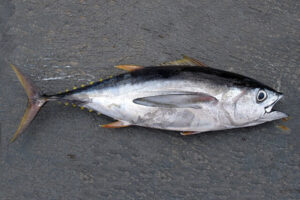 jenis ikan tuna mata besar di perairan indonesia