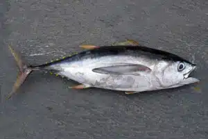 jenis ikan tuna mata besar di perairan indonesia